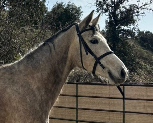 horse